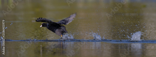 Foto Eurasian coot - adult bird in spring
