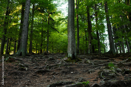 A hiking trail in a mountain forest leading through roots. Sudetes, Sudety.