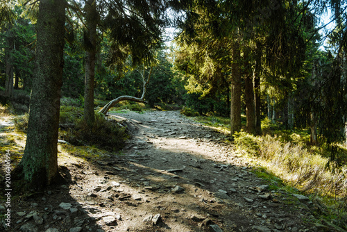 A rocky path in a mountain forest. Sudetes Mountains, Sudety.