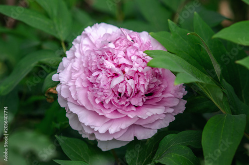 Φωτογραφία Delicate pink lush peony of Sarah Bernhardt variety in full bloom framed by green leaves