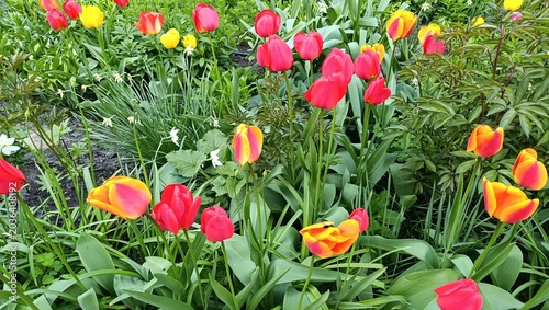 Foto Bright tulips in a cozy flower bed. Spring nature.
