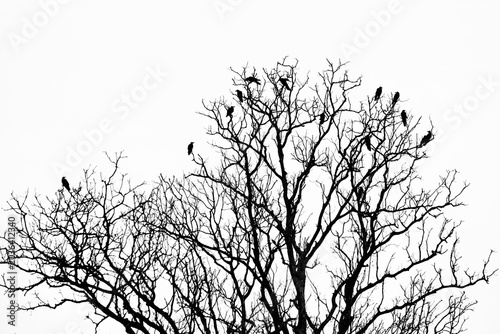 Black crow on branch on tree silhouette of a tree