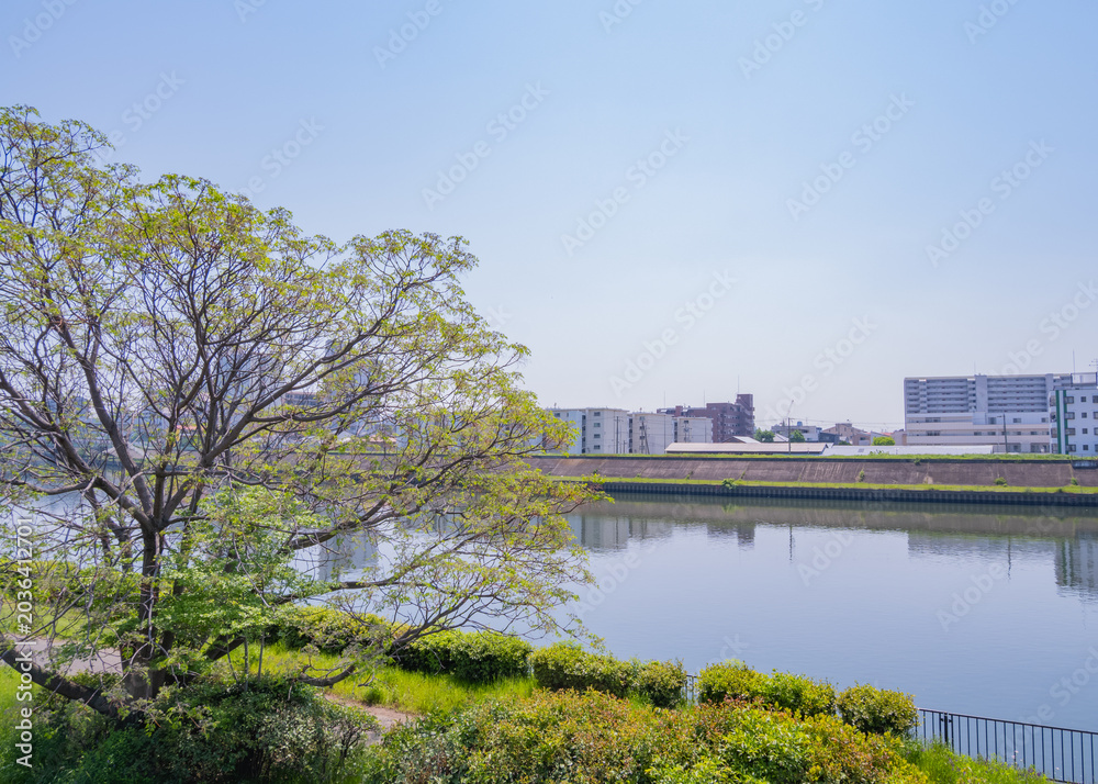 Fototapeta premium 新緑の木々と静かな川面に映る対岸の街並み