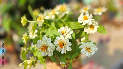 Foto Ivory Poorhouse Flower on a blurred background