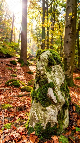 Autumn forest scene with mossy rock