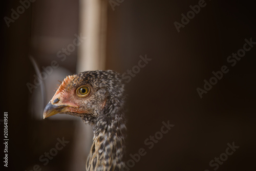 Curious young chicken peeking through dark wooden fence