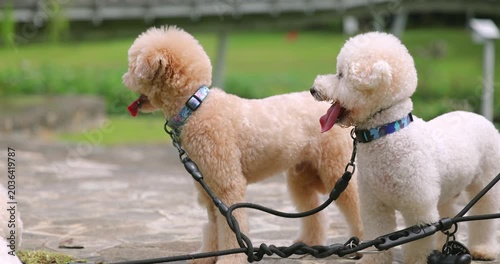 Two fluffy poodles panting on leashes in a sunny outdoor park. Pet companionship and summer heat concept. Happy, active dogs.