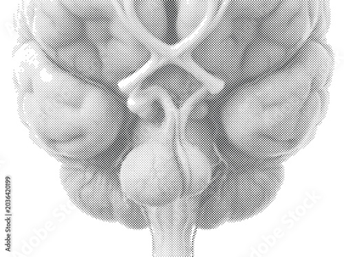 Bild auf Leinwand Human Pituitary Gland 3D Render with Anterior Posterior Lobes and Pituitary Stal