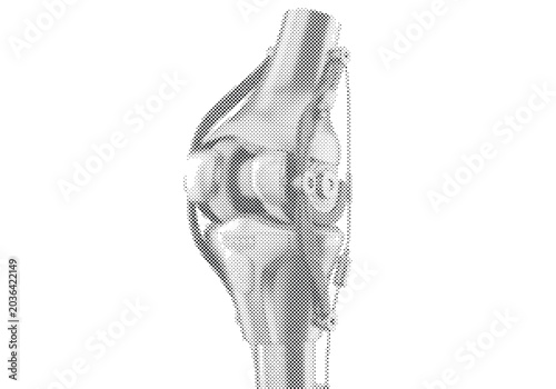 Billede på lærred Human Knee Joint Anatomical 3D Render with Femur Tibia Meniscus and Cruciate Lig