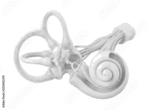 Tableau sur toile Human Inner Ear Anatomical 3D Render with Cochlea Semicircular Canals and Ossicl