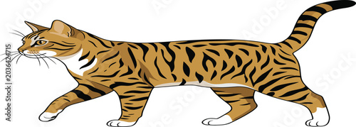 Photography Walking Bengal Cat with Stripes and Natural Posture for Animal Lovers, Domestic