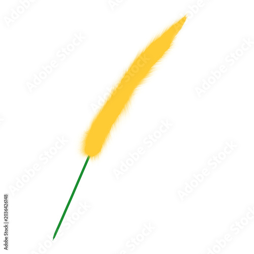 feather isolated on white background 