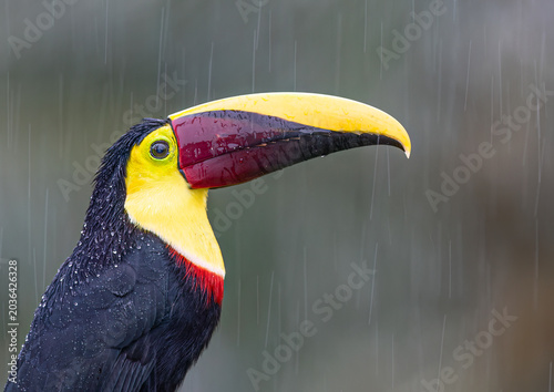 Yellow-throated Toucan (Black-mandibled) in the rain in the tropical rainforests, Boca Tapada, Costa Rica