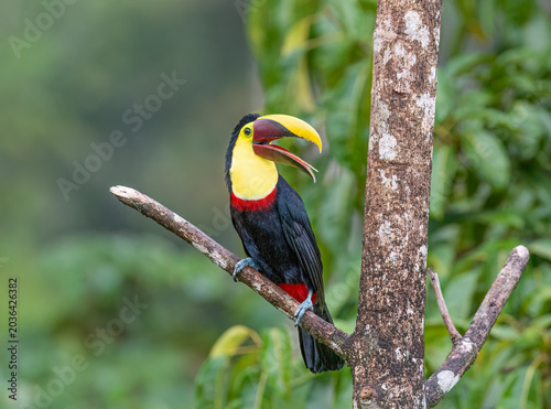Yellow-throated Toucan (Black-mandibled) perched on a mossy branch in the tropical rainforests, Boca Tapada, Costa Rica