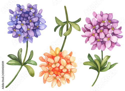 Watercolor set of iberis (Candytuft) flowers, hand drawn botanical illustration, colorful floral elements isolated on white background.