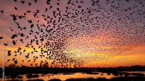 Flock of Birds Silhouetted Against a Vibrant Sunset Sky.