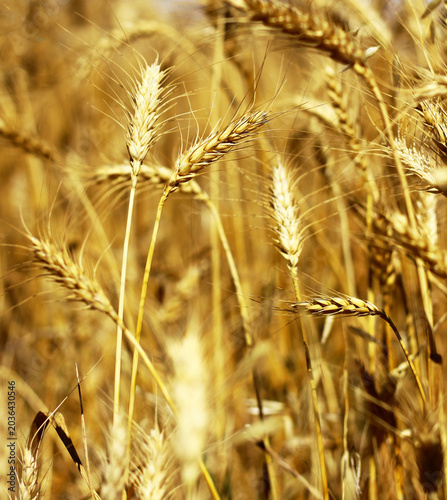 Ripe golden wheat ears close up in a sunny agricultural field