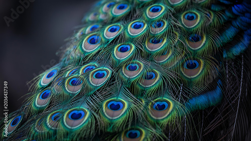 Exotic Peacock Feather Pattern: Macro Detail of Vibrant Blue and Green Eyes