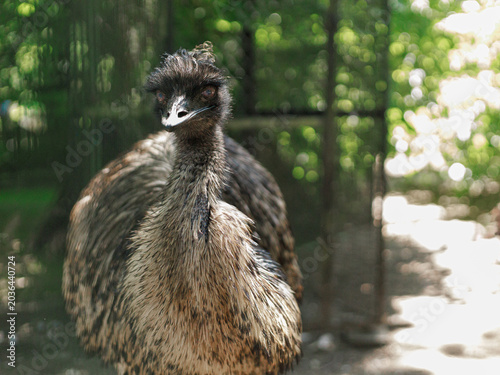 Obraz na płótnie Adult emu Dromaius novaehollandiae standing in green outdoor enclosure