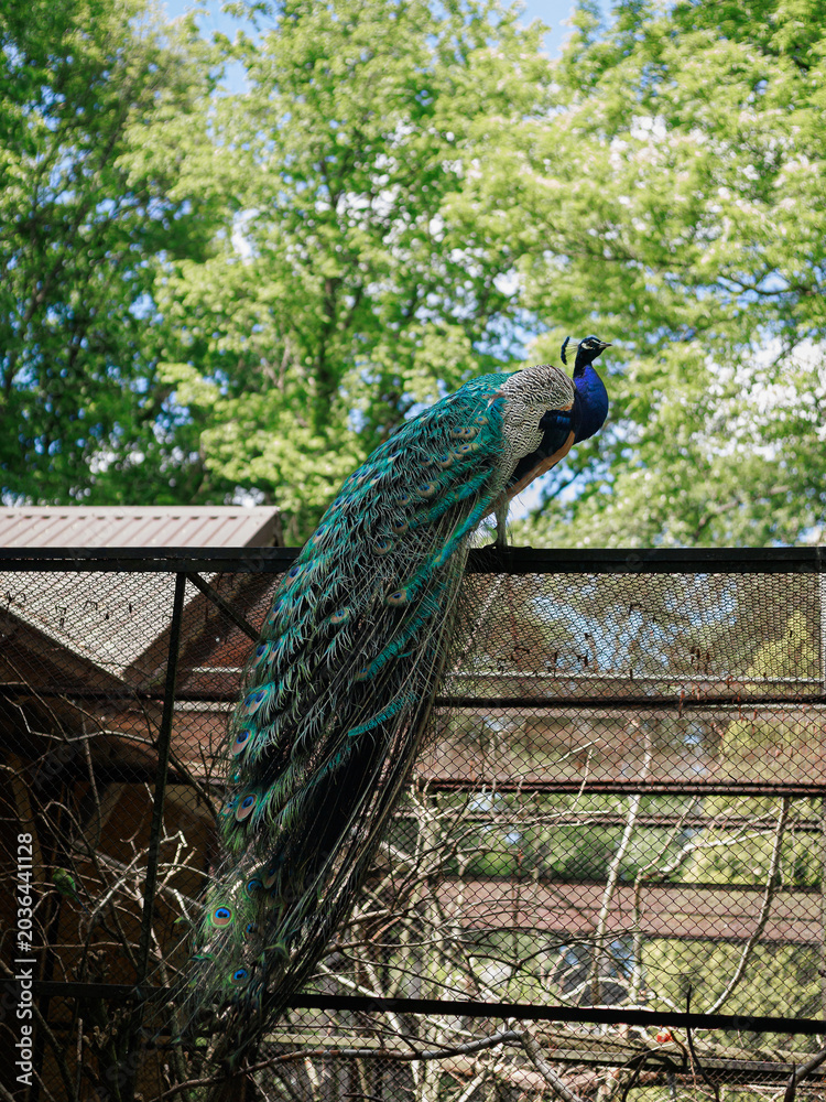 Obraz premium Adult peacock Pavo cristatus resting freely on enclosure fence in natural surroundings. Concept of freedom, human trust and harmony between wildlife and nature.