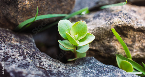 Foto Panoramic macro photography of a small stonecrop plant and wild grass growing in