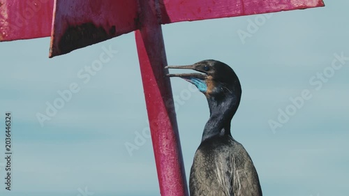 Brant's cormorant resting peacefully on a floating buoy in open coastal waters, surrounded by calm ocean waves while enjoying a quiet marine wildlife moment in its natural habitat.