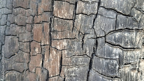 Detailed Texture of Burnt Charred Wood Surface with Deep Cracks