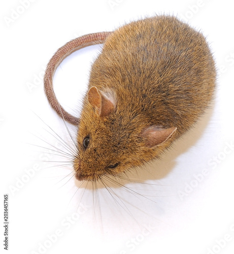 Small Field Mouse Isolated on White Background