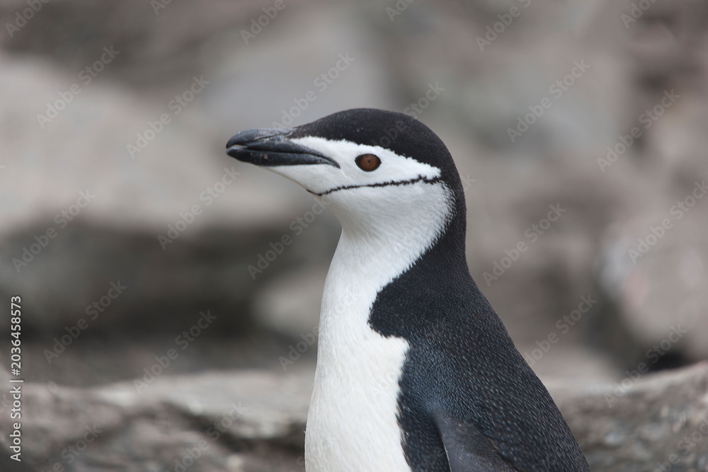 Obraz premium South Orkney Islands, Antarctic penguin on a cloudy winter day.