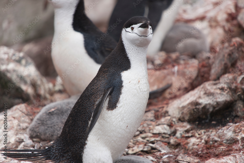 Fototapeta premium South Orkney Islands, Antarctic penguin on a cloudy winter day.