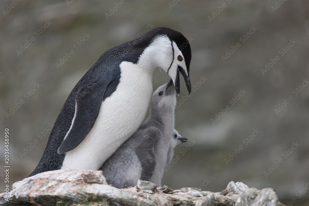 Obraz premium South Orkney Islands, Antarctic penguin on a cloudy winter day.