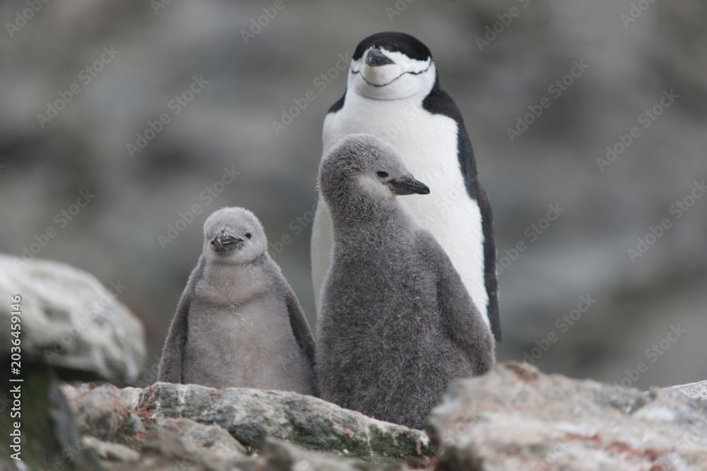Fototapeta premium South Orkney Islands, Antarctic penguin on a cloudy winter day.