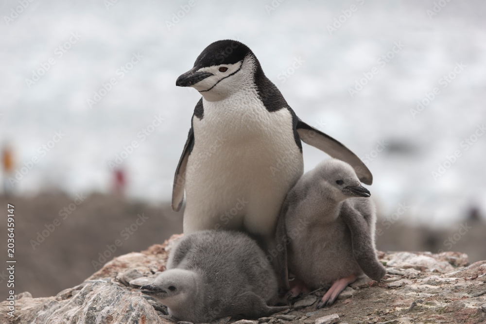 Fototapeta premium South Orkney Islands, Antarctic penguin on a cloudy winter day.