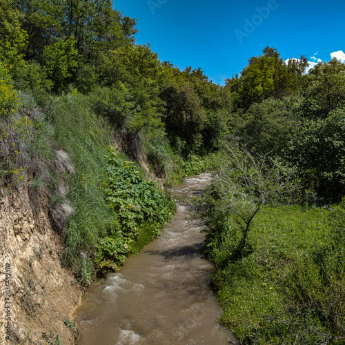 mountain river in the forest