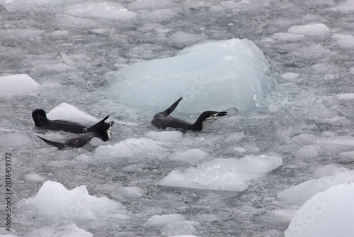 South Orkney Islands, Antarctic penguin on a cloudy winter day.