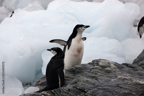 South Orkney Islands, Antarctic penguin on a cloudy winter day.