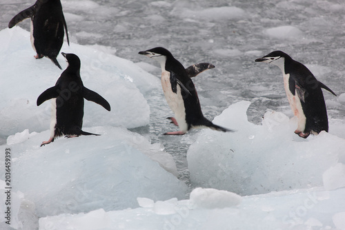 South Orkney Islands, Antarctic penguin on a cloudy winter day.