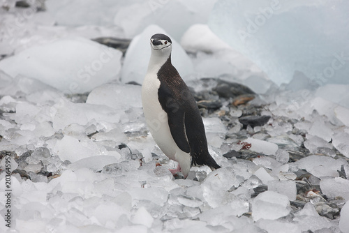 South Orkney Islands, Antarctic penguin on a cloudy winter day.
