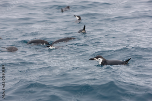 South Orkney Islands, Antarctic penguin on a cloudy winter day.