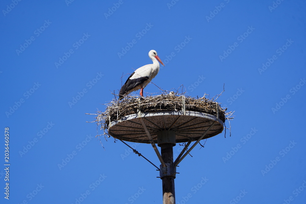 Fototapeta premium White Stork (Ciconia ciconia) standing in its nest. Kaltenweide near Langenhagen, Germany.