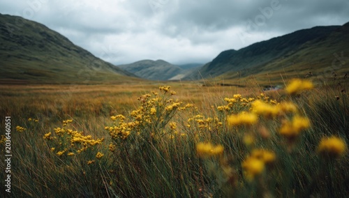 Vast Scottish Highlands Valley with Yellow Wildflowers Under Moody Sky.