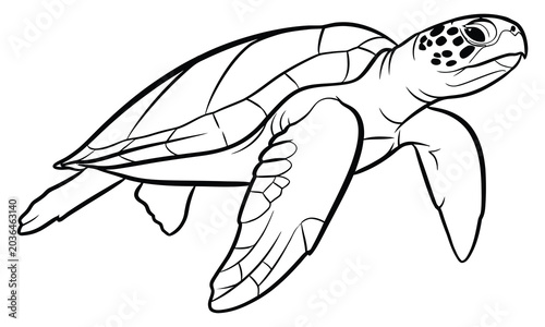 Detailed sea turtle vector line art illustration isolated on white background