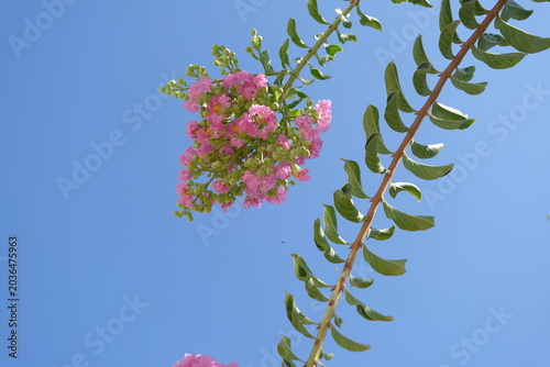 pink flower and blue sky. pink flower Crape Myrtle or Lagerstroemia indica. one pink flower Lagerstroemia indica on a tree branch