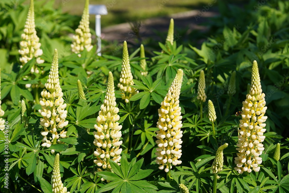 Fototapeta premium Large-leaved Lupine (Lupinus polyphyllus), 'Kronleuchter'. An upright-growing, clump-forming perennial reaching a height of 60 to 80 cm. The flowers are yellow. Hanover, Germany.