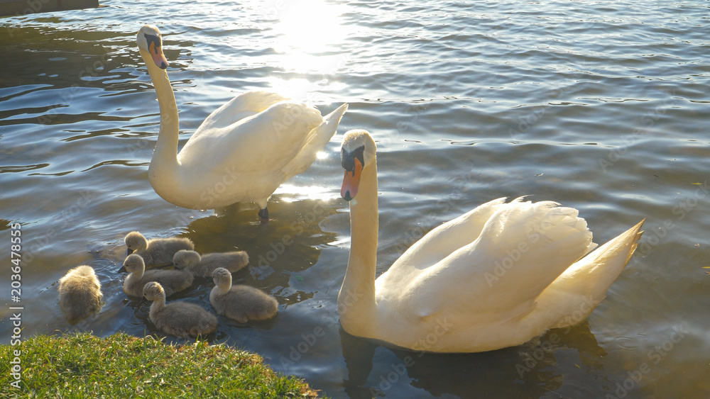 Fototapeta premium PORTRAIT: Cob and pen protect their offspring swimming by the grassy lake shore.
