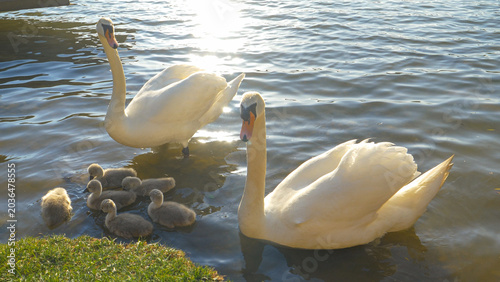 Foto PORTRAIT: Cob and pen protect their offspring swimming by the grassy lake shore