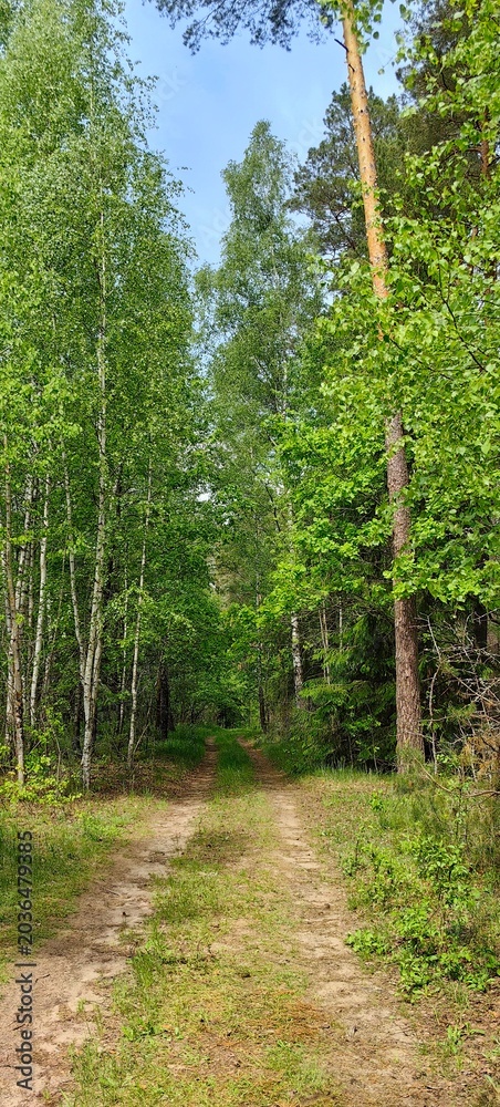 Obraz premium Russian forest with pines and birches, summer landscape with a forest path.