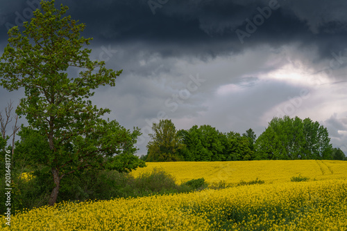 rapeseed field under blue sky