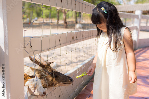 Cuadro en lienzo Asian Little Girl Playing with Goats at the Petting Zoo,A cute Asian little girl wearing a white dress having fun and interacting with goats in an outdoor petting zoo on a sunny day