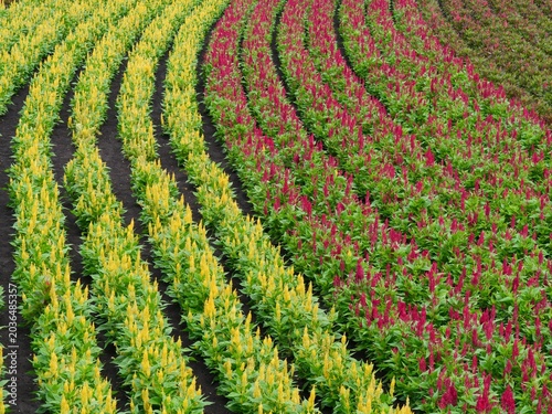 NAKAFURANO, JAPAN – JULY 28, 2025: Vibrant parallel rows of red and yellow Plume Celosia (Celosia argentea) contrasted against a field of purple lavender at Farm Tomita in Hokkaido.